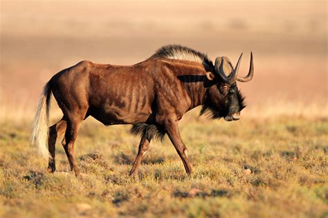 Black Wildebeest African Animals Wildebeest Majestic Animals