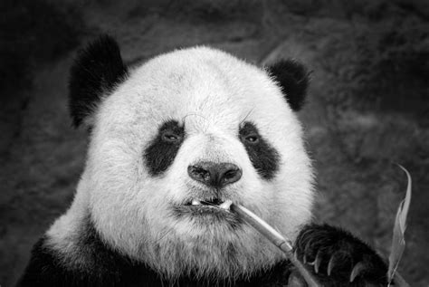 5k Hd Panda Wallpapers Top Những Hình Ảnh Đẹp