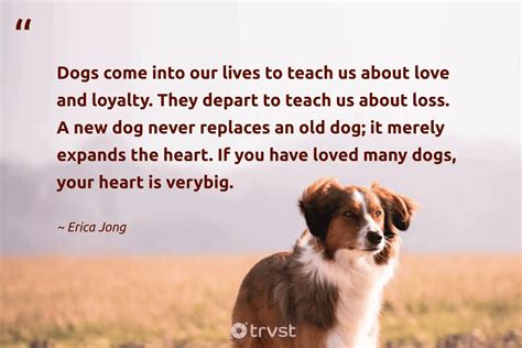 55 Dog Quotes About Our Beloved Best Friends