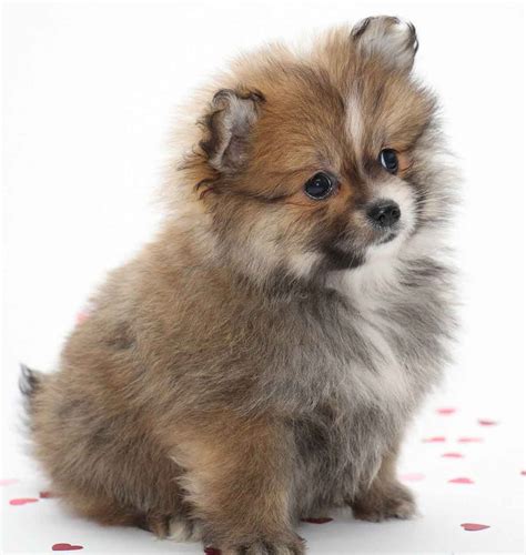 Small Dog Names 350 Ideas For Naming Your Little Puppy Small Female