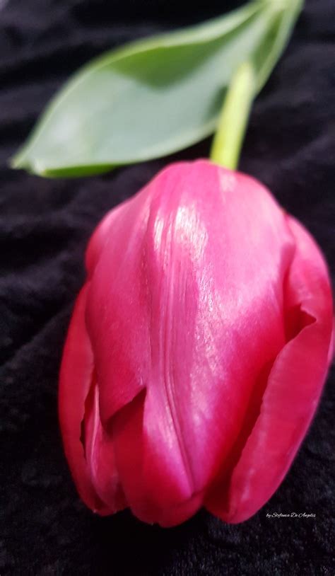 Tulipano Red.......💜 | Tulipano