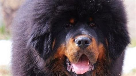 6 5 Months Old Premium Tibetan Mastiffs Dog Puppy For Sale Or