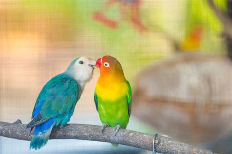 Royalty Free Parrot Kissing Love Bird Pictures Images And Stock Photos