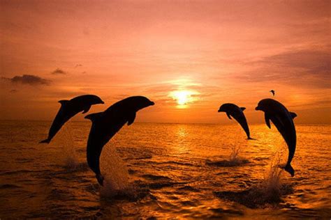Dolphin Sunset Dolphins Ocean Animals Animals
