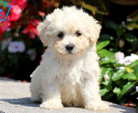 Meet these adorable little havapoo puppies. Havapoo Puppies For Sale | Puppy Adoption | Keystone Puppies