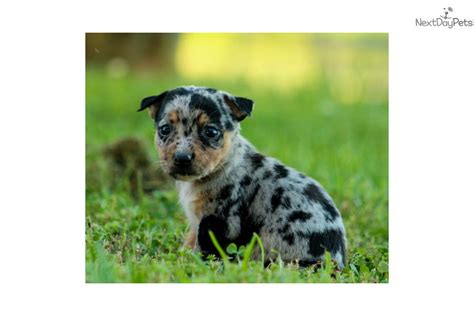 Calico Australian Cattle Dogblue Heeler Puppy For Sale Near