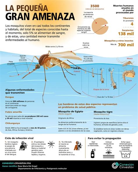 mosquitos pequeÑos frÁgiles y transmisores de enfermedades el clarín