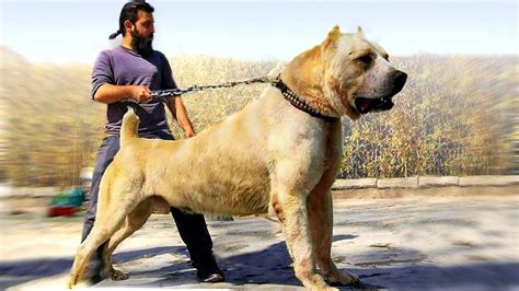 Top 5 Biggest Dog Breeds