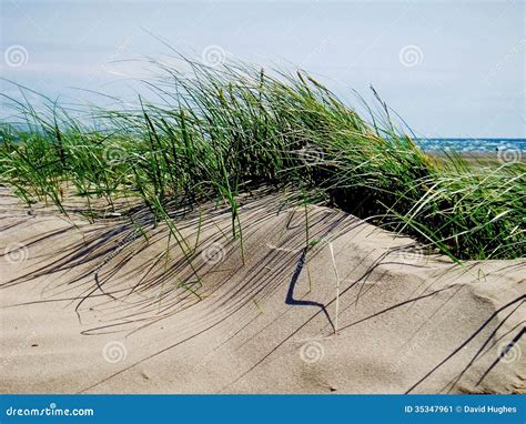 Sand Dune Grass Black Rock Sands Stock Image Image Of Breeze Wales