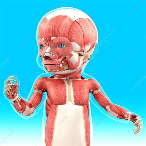 Babys Muscular System Artwork Stock Image F0087822 Science