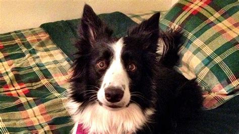 10 Reasons Why Your Border Collie Is Staring At You Right Now