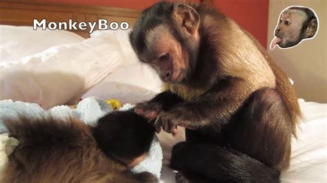 Watch happy interact with monkeyboo and pete for the first. Capuchin Monkey and Baby Capuchin (short version) - YouTube