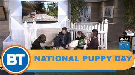 Celebrating National Puppy Day With Guide Dogs Youtube