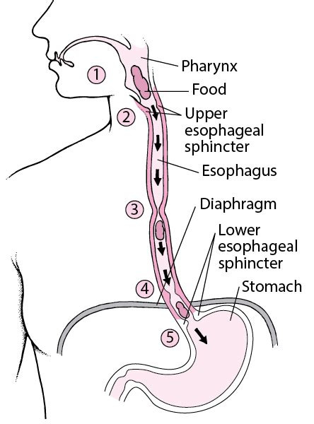 233 The Mouth Pharynx And Esophagus Anatomy And