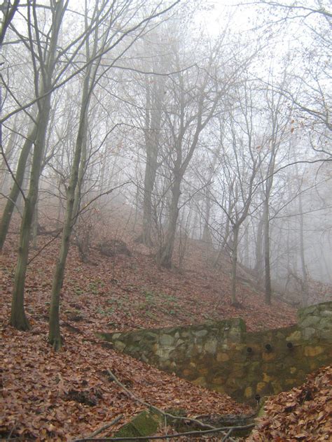 Unrestricted November 09 Foggy Forest 4 By Frozenstocks On Deviantart