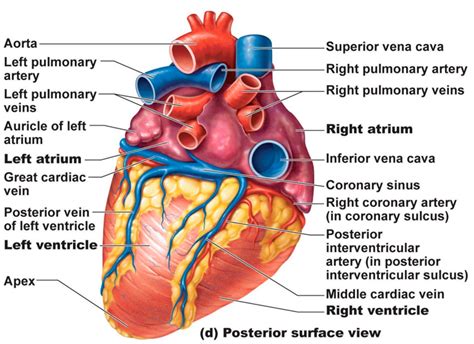 Cardio Anatomy 20 Heart Detailed Diagram Quizlet