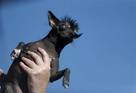 世界一醜い犬コンテスト開催 優勝ワンコが衝撃的ビジュアル！ ／2016年6月30日 写真 気になる ニュース クランクイン！