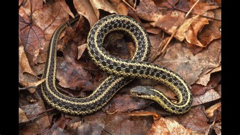 Once one or more garter snake males copulate with the female and she becomes pregnant, a mating plug prevents other males from mating with her. Garten Snake : Maritime Garter Snake Thamnophis Sirtalis ...