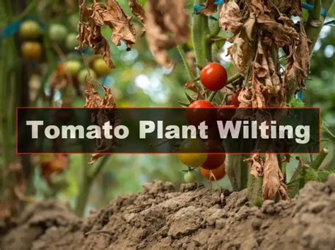 Tomato Plant Wilting Get The Essential Solution Here 2023