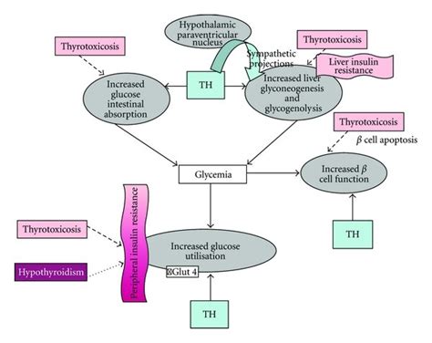 Effects Of Thyroid Hormones On Glucose Metabolism In Euthyroid Solid