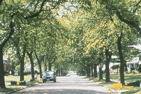 Urban Tree Canopy Cover And Zoning Past Projects Projects