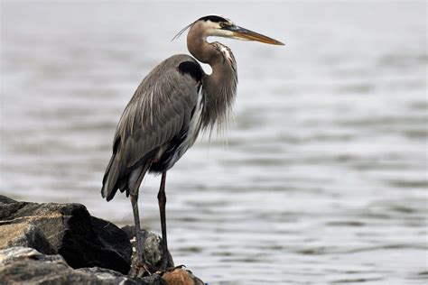 Birds Resembling Cranes Egrets Herons And Other Species Nature Blog Network