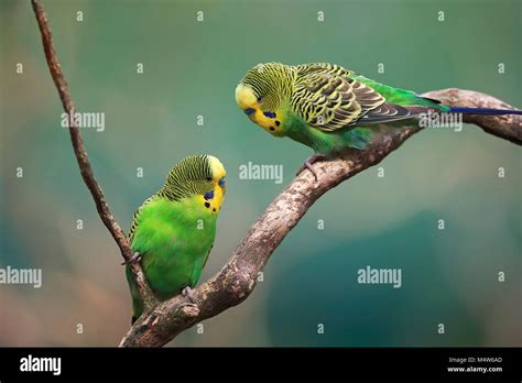 Budgies Melopsittacus Undulatus Pair Sitting On Branch Captive