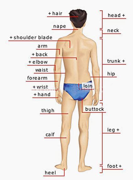 Anatomy of the legs and feet: Pin on Visual English Dictionary