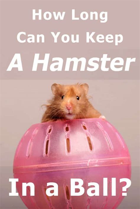 How Long Can A Hamster Survive Without A Wheel Hamsteric