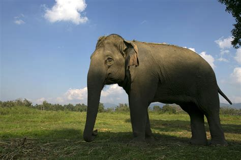 Thailand elephant tramples handler, runs off with Russian tourists - CBS News