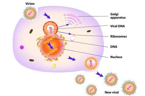 Urutan Tahap Replikasi Virus Dalam Daur Litik Yang Benar Adalah