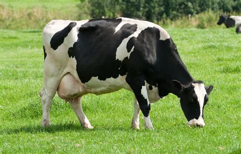 Holstein Friesian Cattle Pictures Cow Milk Gigi Friesian Cows Dairy