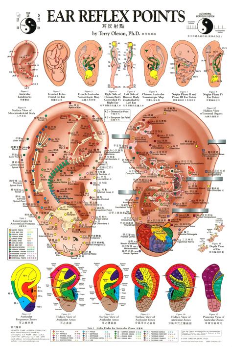 Ear Seed Placement Chart For Focus And Memory