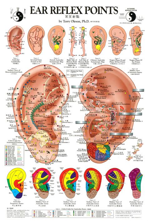 Printable Female Acupuncture Points Chart