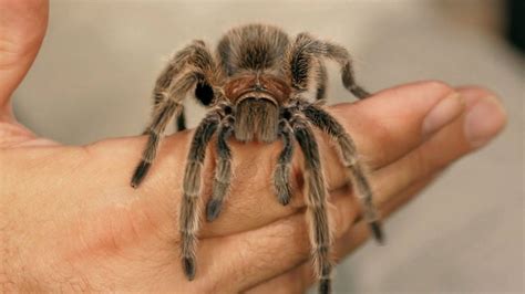Chilean Rose Hair Tarantula For Sale Your Lovely Pets
