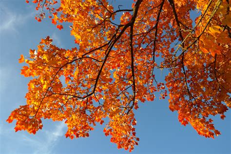 Free Images Nature Branch Sky Sunlight Season Maple Tree Maple