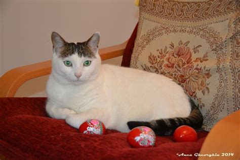 Easter Kitties - Modern Cat
