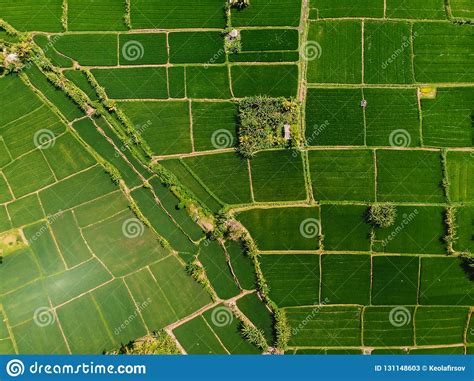 Aerial View Of Rice Fields Nature Texture In Bali Island Stock Image
