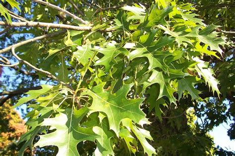 9 Common Types Of Oak Trees In Minnesota Progardentips
