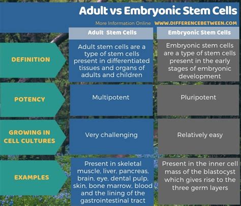 Difference Between Adult And Embryonic Stem Cells Compare The