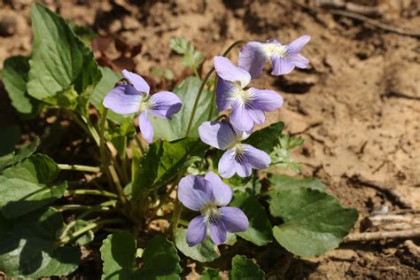 Purple Wood Violets In Bloom Free Stock Photo Public Domain Pictures