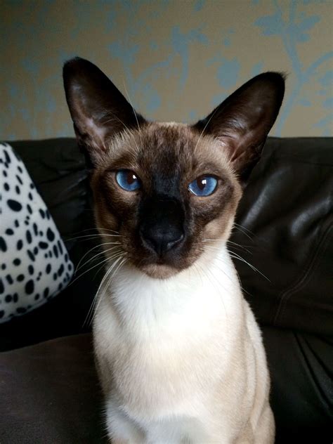 Found Seal Point Siamese Cat 12 Design Ideas Is Your Source