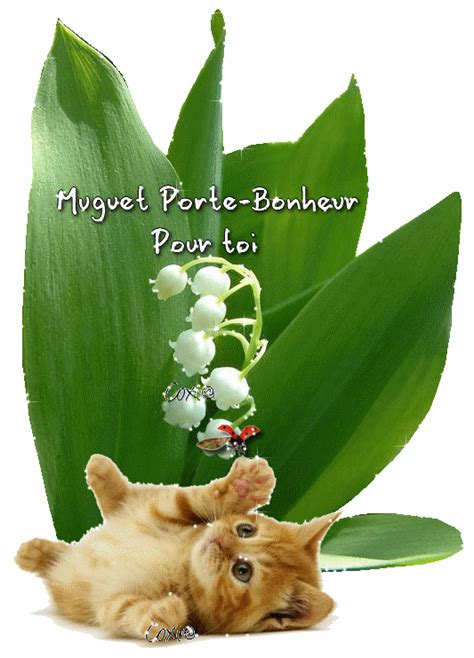 Une coccinelle se reposant sur la fleur d'un lis tigré. Muguet d amour - Photo de fleur : Une pensee fleuriste