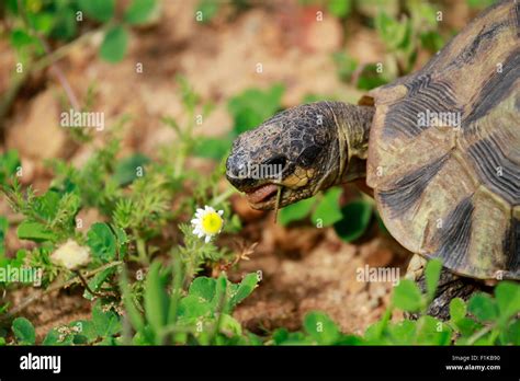 A Angulate Tortoise Chersina Angulata Eating Spring Flowers In The