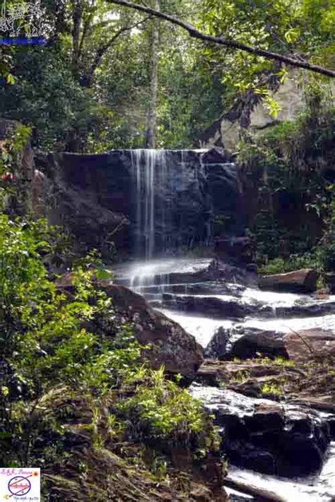 Lanka Pictures Page Kanneliya Rain Forest Galle