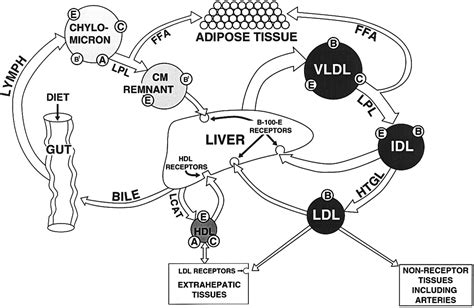 Receptor Mediated Pathways Of Lipoprotein Metabolism Hdl Ldl Nursing