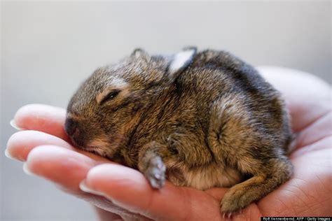 Is This The Smallest Bunny Ever Photo Huffpost