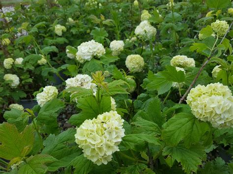 Viburnum Opulus Roseum Thompsons Plants And Garden Centres