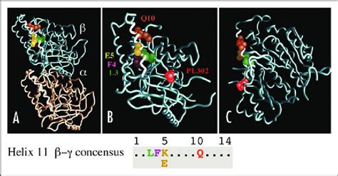 Side Chain Positions Of Amino Acids In Helix 11 Shared