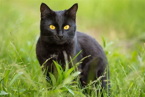 5 Cat Breeds With Yellow Eyes Betterpet